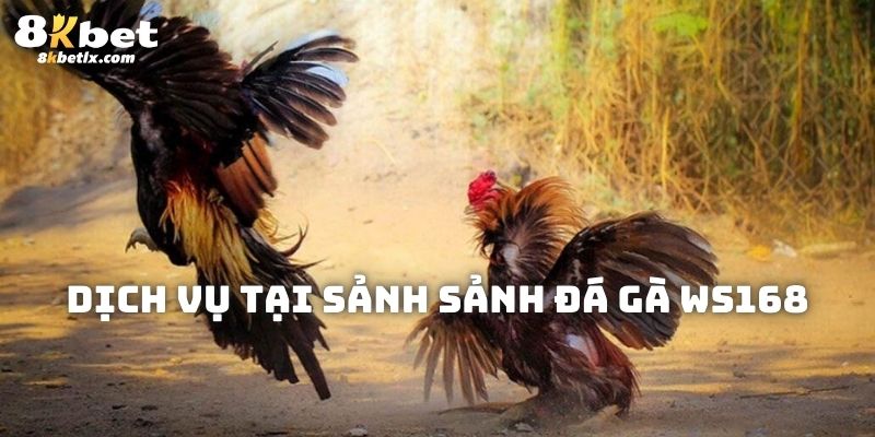 Những dịch vụ mà bạn được hưởng khi tham gia sảnh đá gà WS168